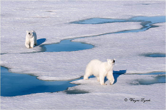 Polar Bears Interacting 120 by Dr. Wayne Lynch &copy;